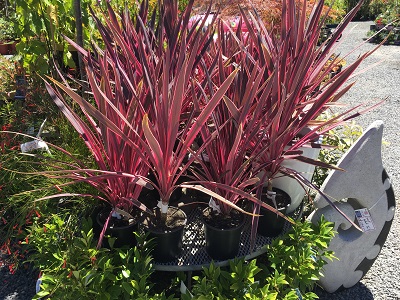 Natives Decor Gardenworld