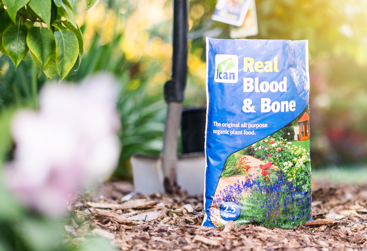 ican Real Blood and Bone