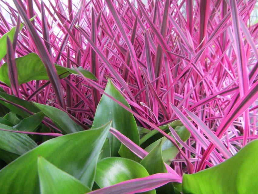 Natives Decor Gardenworld