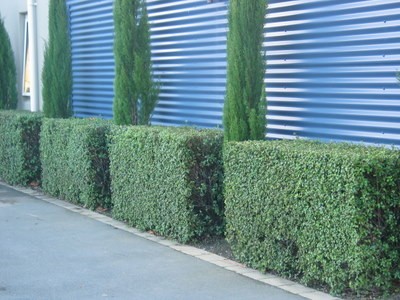 Hedging & Screening Decor Gardenworld